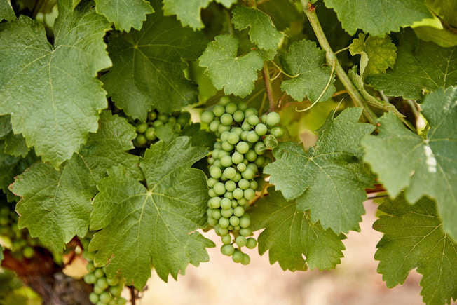MSN Travel: Best Wineries in Willamette Valley to Tour