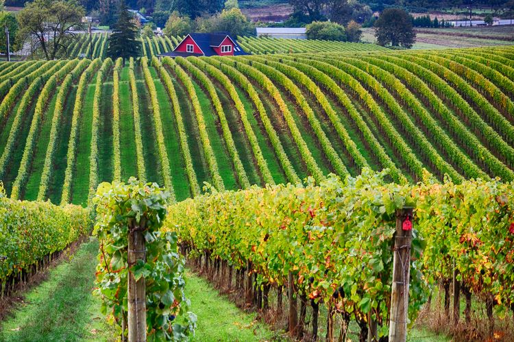 Travel + Leisure: This Might Be the Most Underrated Wine Region on the West Coast—and No, It’s Not in California