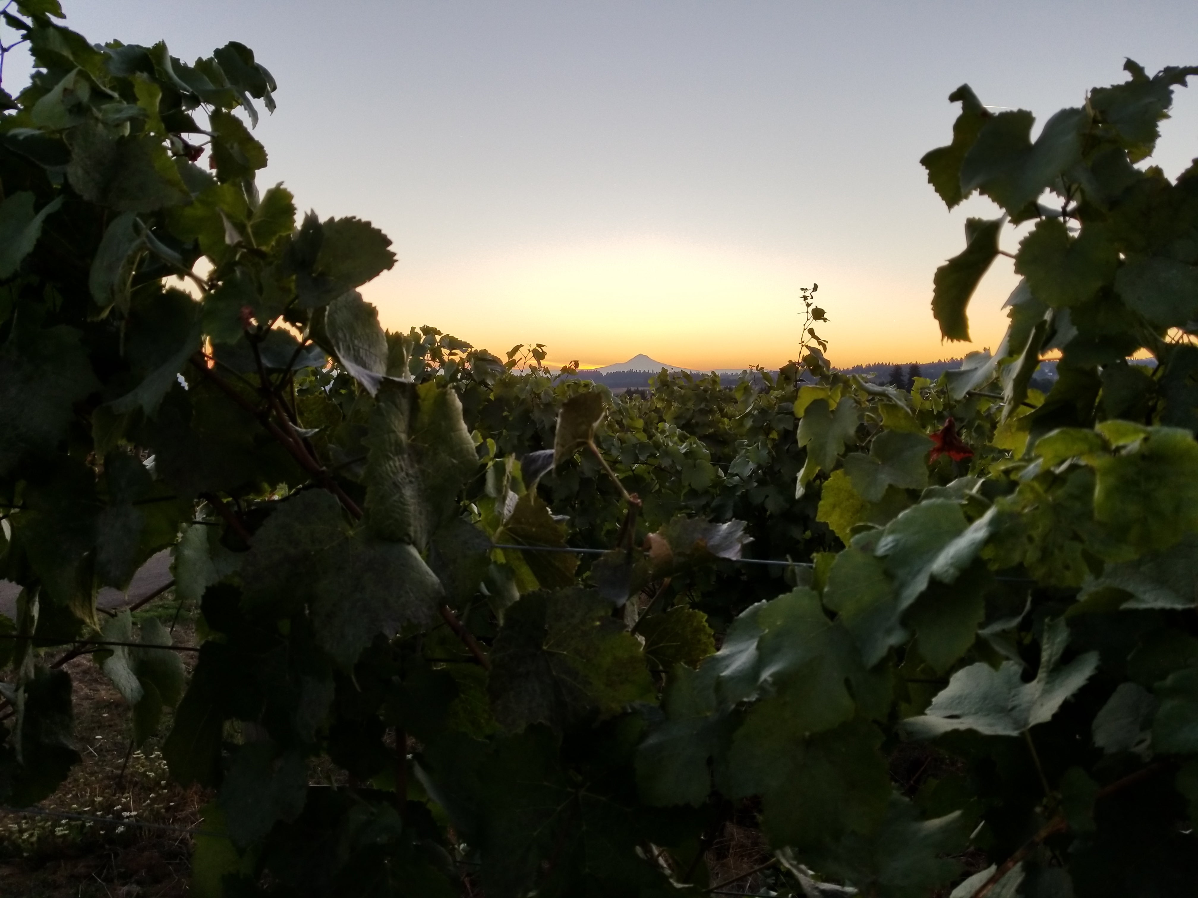 2023 Ponzi Mountain Home Pinot Noir – Ponzi Vineyards
