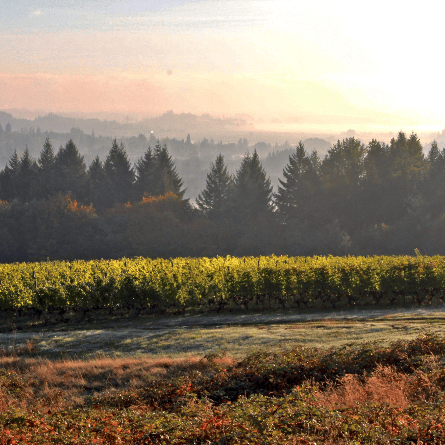 Vineyard with trees and a sunset in the background