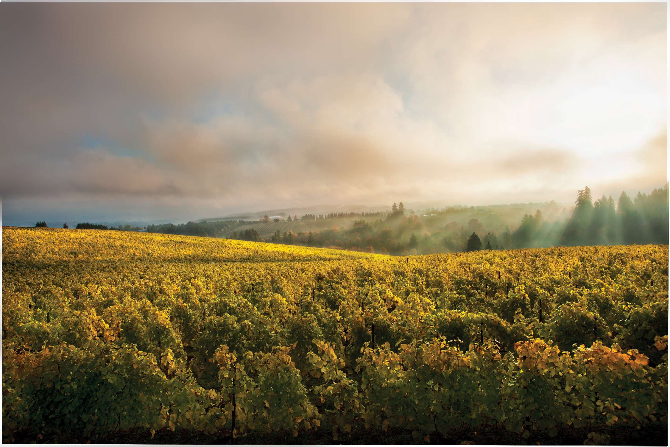 Vineyard with trees under a cloudy sky