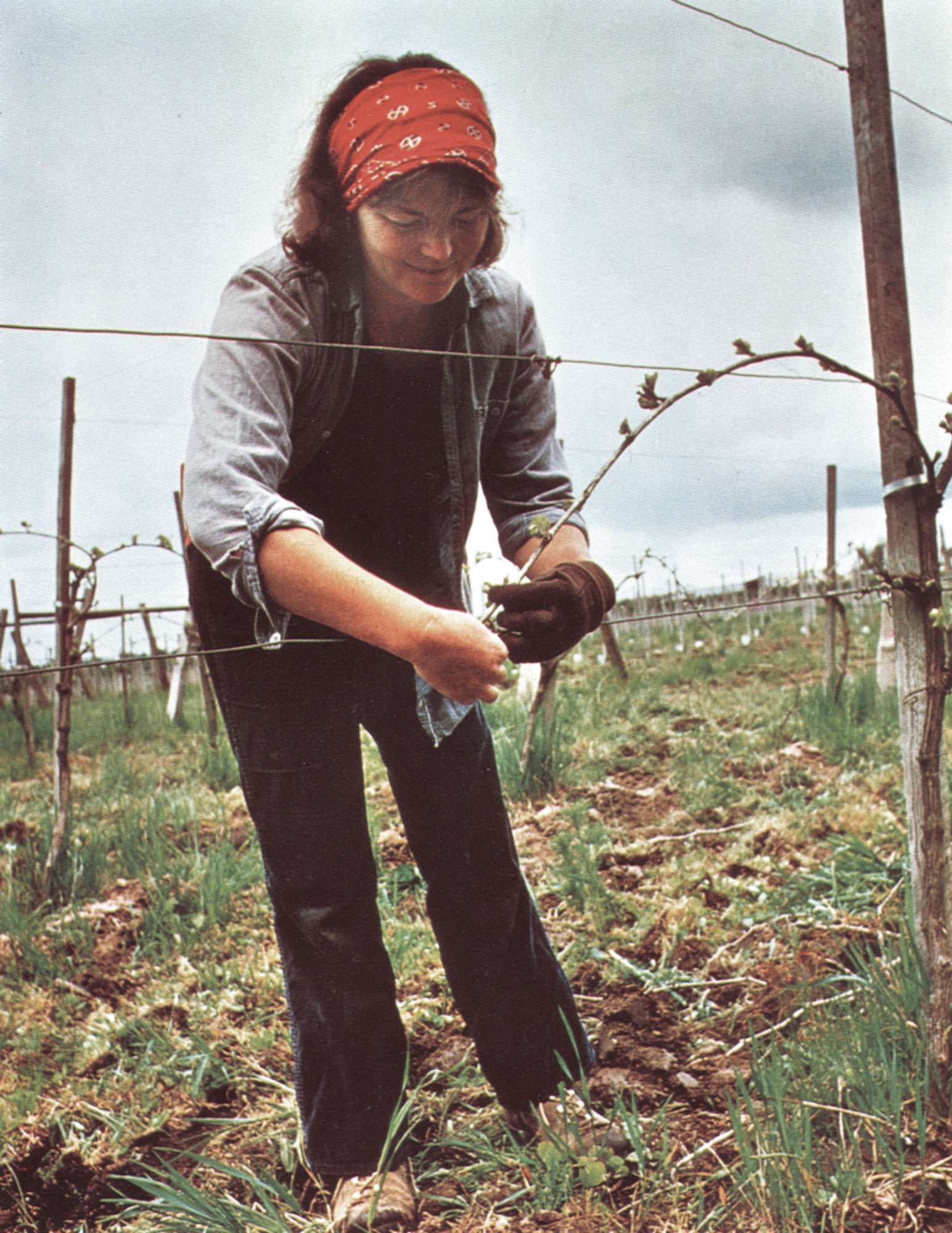 Person tending to grape vines with a cloudy sky in the background.