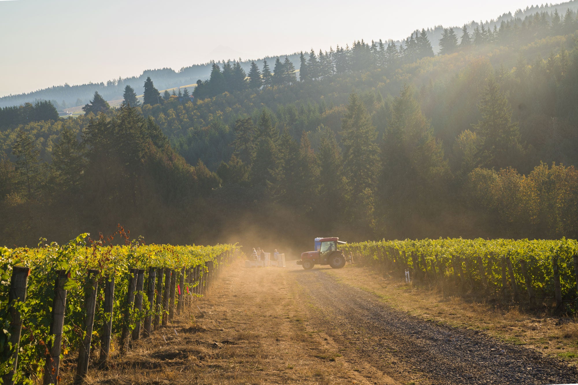 Ponzi Vineyard with tractor