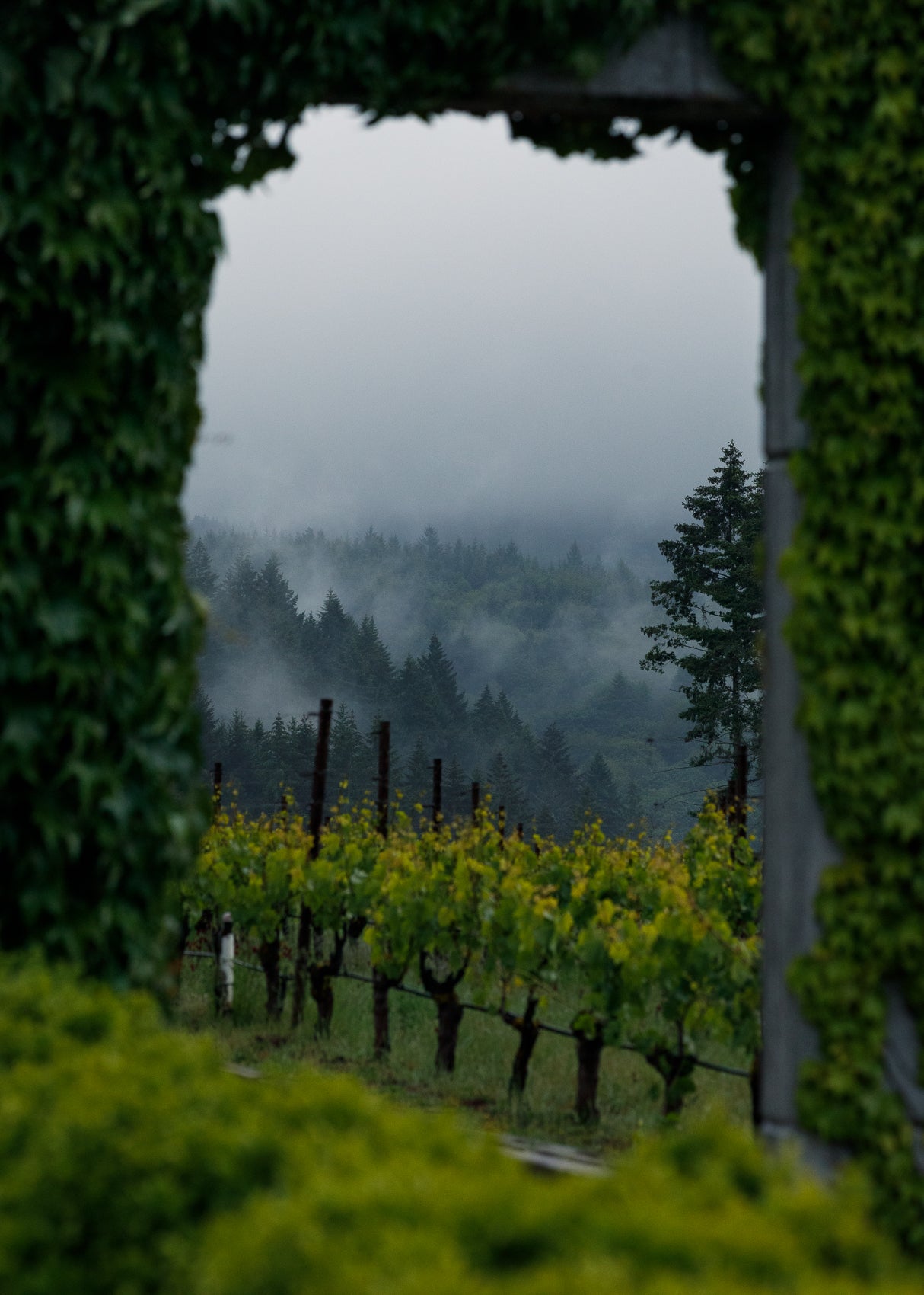 Vineyard framed by greenery with a misty forest in the background