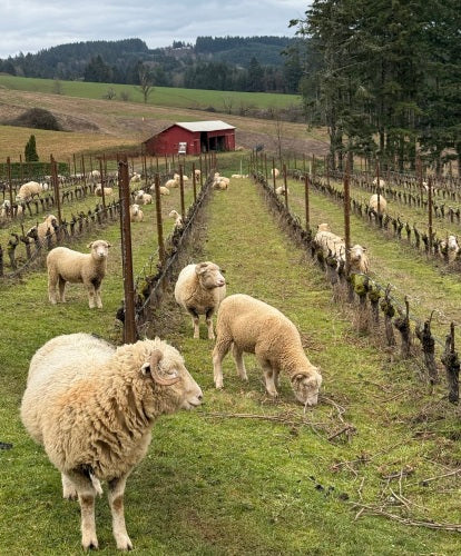 Sheep grazing in a fenced field with a barn and trees in the background